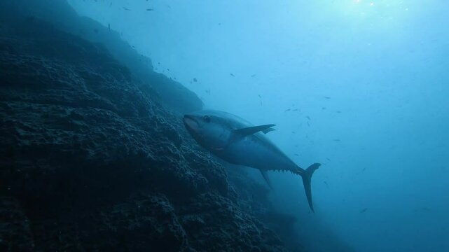 Large tuna fish swimming near reef wall