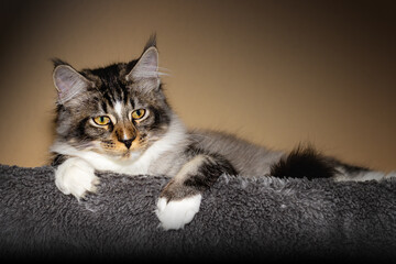 Portrait Maine Coon Kater 13 Wochen Jung.