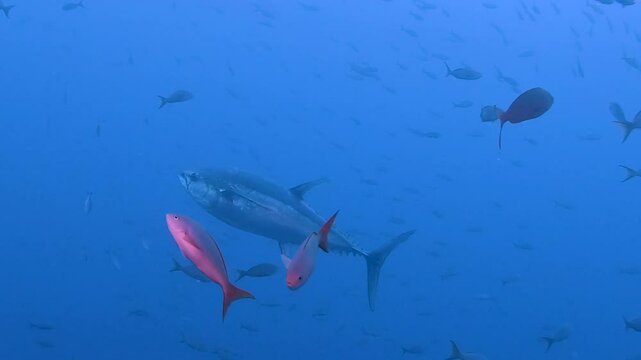 Pacific bluefin tuna (Thunnus orientalis) swimming in deep blue ocean with small pink fish