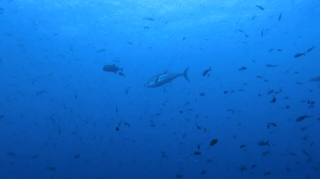 Large tuna fish swimming in deep blue ocean