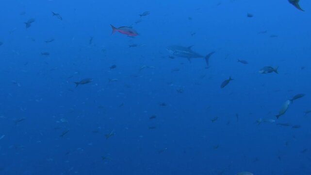 Pacific bluefin tuna swims among other fish in the deep blue water