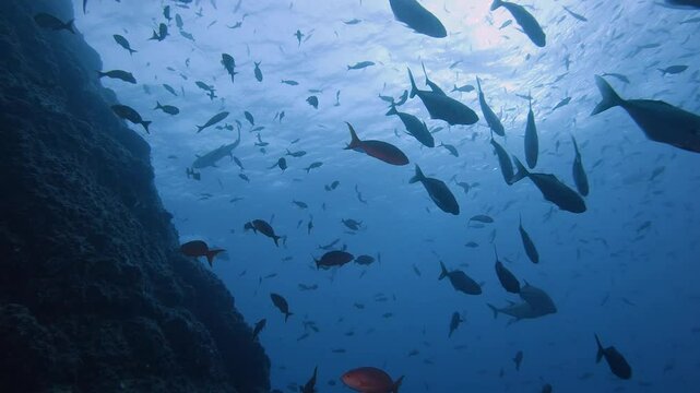 Pacific bluefin tuna swimming under school of fish