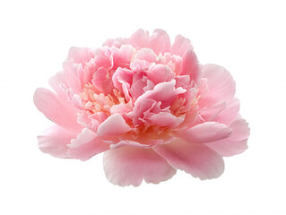 The beautiful light pink peony flower isolated against a clean white background features delicate, ruffled petals and a soft, romantic aesthetic that delights the eye.