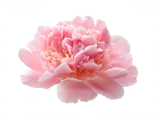 The beautiful light pink peony flower isolated against a clean white background features delicate, ruffled petals and a soft, romantic aesthetic that delights the eye.
