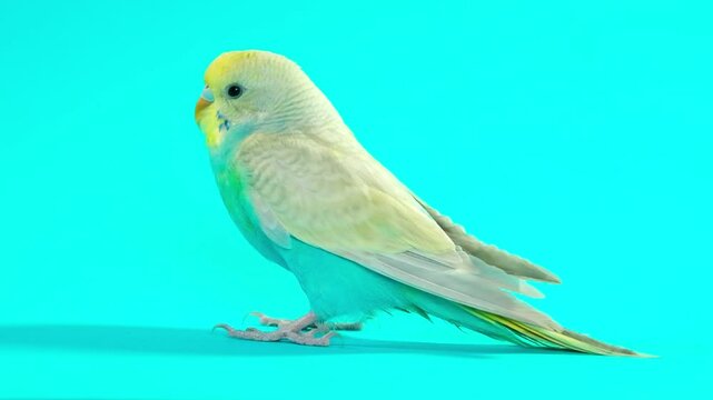 Male budgie with vibrant colors turns head and looks around curiously on solid blue background in HD slow motion