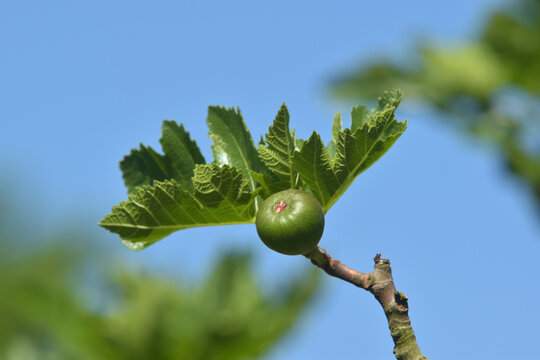 figs