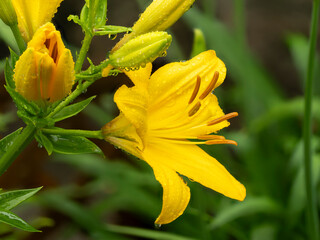 雨に濡れた黄色のスカシユリ