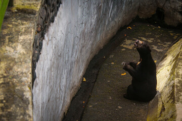 Sun Bear in the zoo. Sun bears belong to the Ursidae family and are the smallest of the eight bear species in the world.