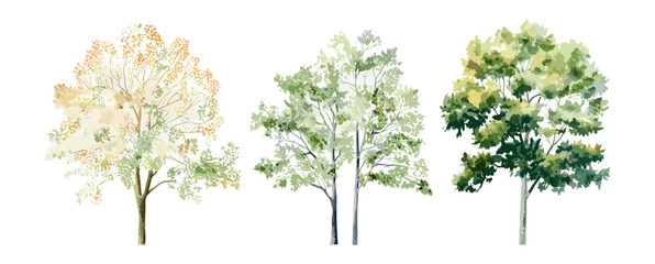 Side view tree watercolor, vector illustration, tropical, oak, maple, poplar, landscape architecture drawing, outline stroke fill, green tree elements, forest clipart.