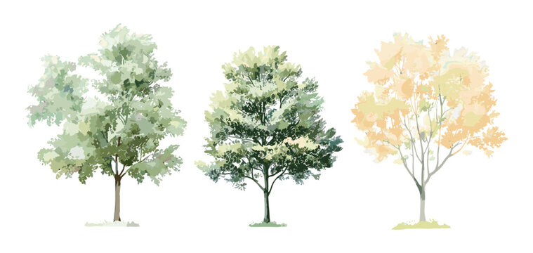 Tree watercolor, vector illustration, side view green painting, architecture symbol, landscape design elements, stroke fill, oak, maple, poplar, tropical trees clipart.