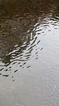 Calm Water Reflection &ndash; Peaceful Surface Movement for Background Use
