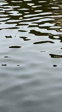 Calm Water Reflection &ndash; Peaceful Surface Movement for Background Use