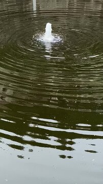 Abstract Water Surface Loop &ndash; Ideal for Backgrounds and Screens