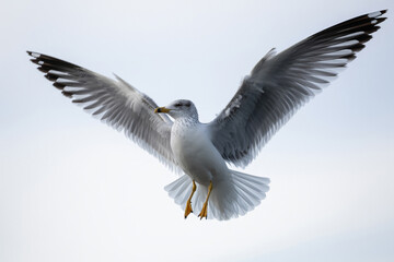 Obraz premium A majestic seagull soaring gracefully with wings spread wide against a clear sky