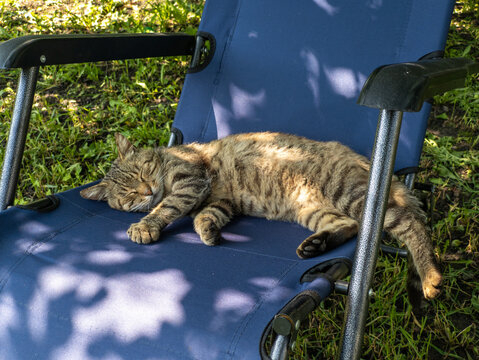 A cat sleeping on a blue chair in the grass