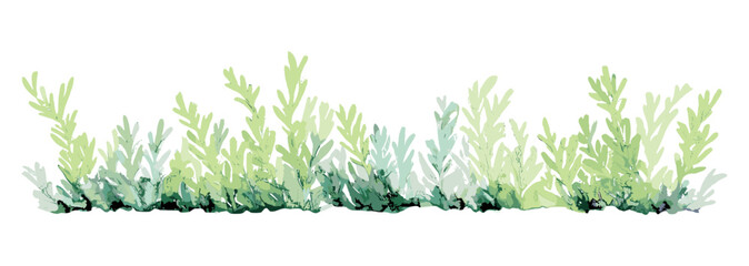 Watercolor botanical grass and bush bander, vector illustration for landscape section, side view garden plan, elevation layout, environment concept, architecture, nature.