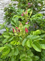 Dzika róża z małymi pąkami kwiatowymi © Piotr