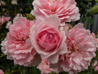 Close-up of Blooming Pink Garden Roses in Soft Natural Light