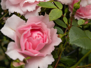 Close-up of Blooming Pink Garden Roses in Soft Natural Light