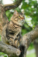 Beautiful Cute cat with yellow eyes sitting on a tree branch in the garden