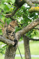 Beautiful Cute cat with yellow eyes sitting on a tree branch in the garden