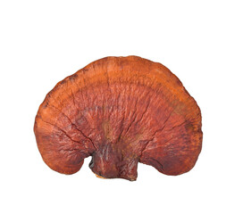Lingzhi Mushroom Ganoderma Lucidum Isolated on transparen png.