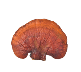 Lingzhi Mushroom Ganoderma Lucidum Isolated on transparen png.
