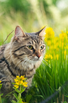 Cat in the green grass and  surrounded by yellow in Summer, beautiful cat with yellow eyes, pets care concept 
