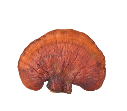Lingzhi Mushroom Ganoderma Lucidum Isolated on transparen png.