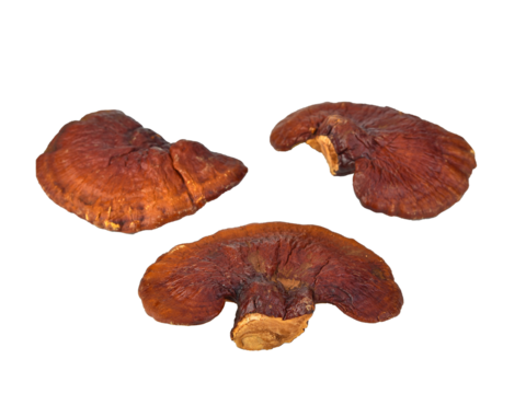 Lingzhi Mushroom Ganoderma Lucidum Isolated on transparen png.