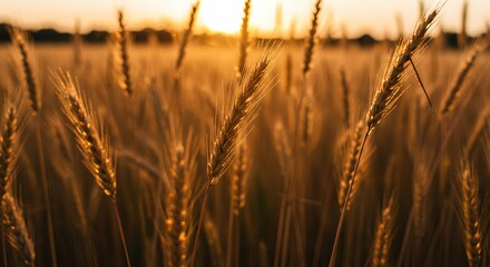 wheat field at sunset