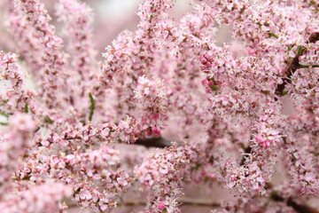 Pink blooming tamarisk