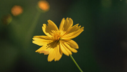 Obraz premium Stunning Macro Image of a Yellow Cosmos Blossom Highlighting Its Lively Colors and Intricate Floral Details - Nature Background 