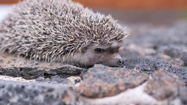 Cute hedgehog exploring rocky terrain in a serene natural habitat