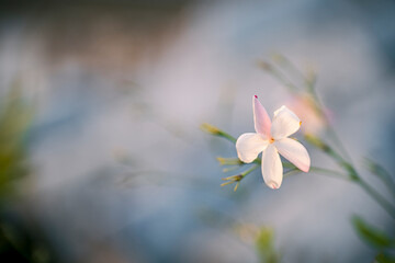 A delicate Jasmine flower, isolated against a mellow background. The flower has a hint of pink