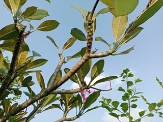 A Flower Blooming Under the Scorching Heat