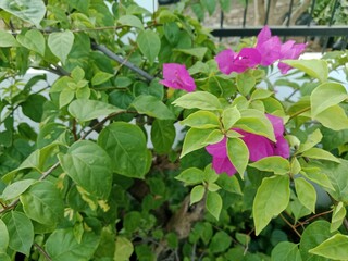 A Flower Blooming Under the Scorching Heat