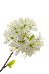 cherry branch with flowers and leaves isolated on a white background