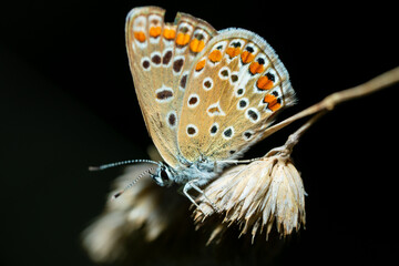 butterfly on a leaf