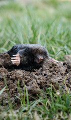 Mole crawling out of molehill above ground. Strong front paws used for digging runs underground....