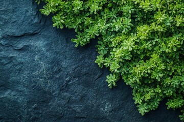 Fresh greenery on dark stone surface.