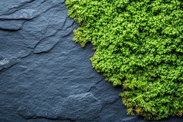 Close-up of dark stone with green moss.