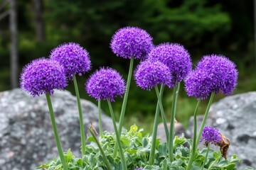 Fototapeta premium Stunning Purple Allium Flowers in Full Bloom, Creating a Beautiful Spring Garden Landscape Scene