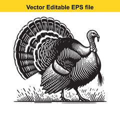 A majestic wild turkey in a vintage woodcut style illustration © MdZulhash