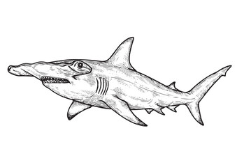 Fototapeta premium Hammerhead Shark, different angel view, engraving, hand drawn, line art, vector illustration, isolated on transparent background