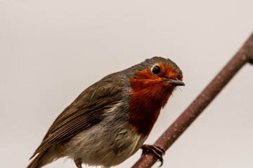 Erithacus rubecula pertenece a la familia de Muscicapidae.