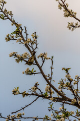 Phylloscopus collybita pertenece a la familia de Phylloscopidae.