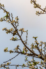 Phylloscopus collybita pertenece a la familia de Phylloscopidae.
