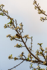 Phylloscopus collybita pertenece a la familia de Phylloscopidae.
