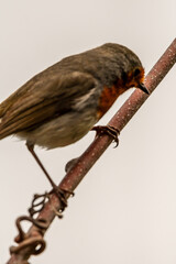 Erithacus rubecula pertenece a la familia de Muscicapidae.